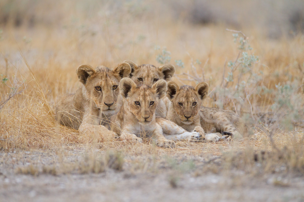 tanzania safari itinerary