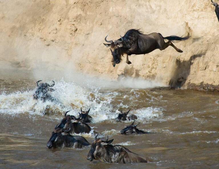 A Complete Guide to the Best Tanzania Safari Tours