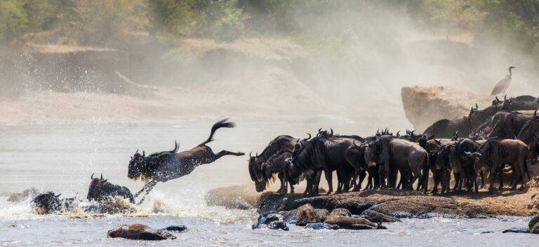 Unforgettable 3 Day Safari from Zanzibar – Serengeti, Ngorongoro & More