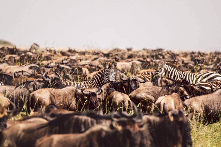 From Beach to Bush: 4 Days Safari from Zanzibar