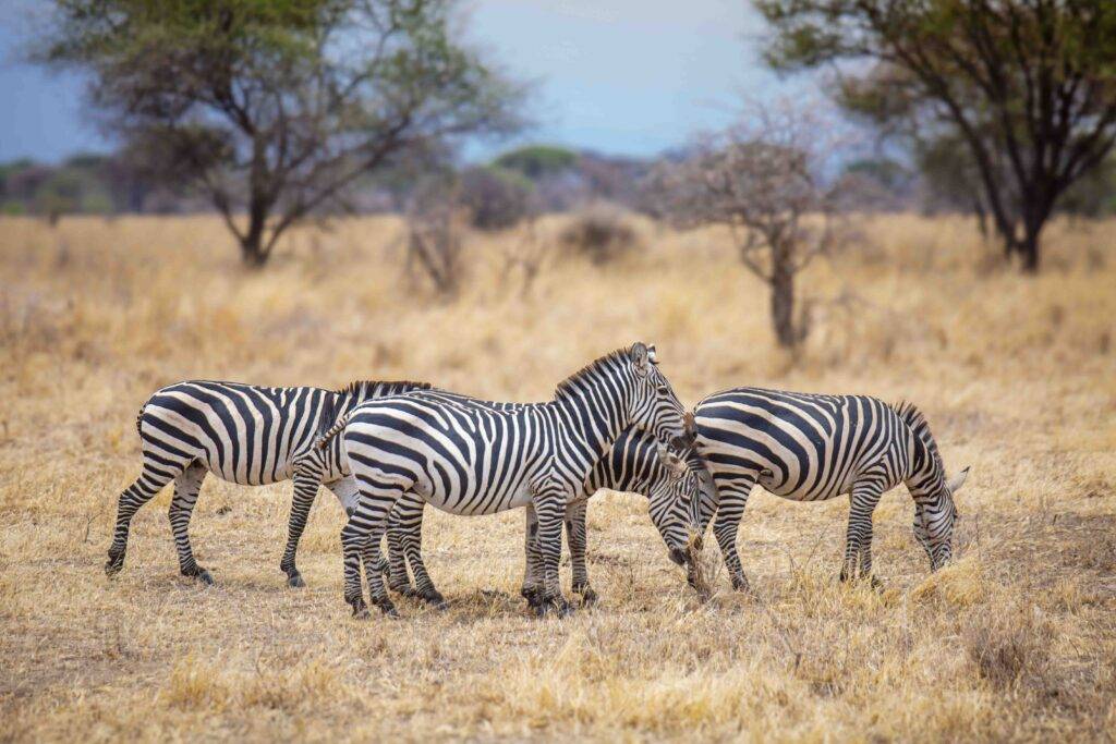 best time for Kenya and Tanzania safari
