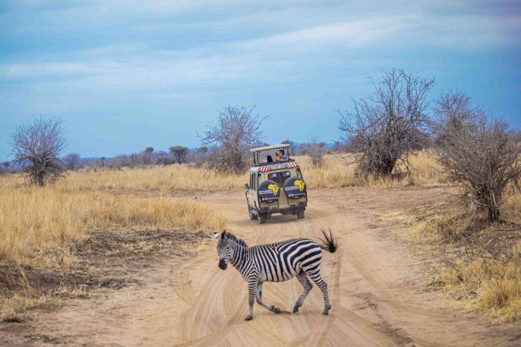 Kenya vs Tanzania safari