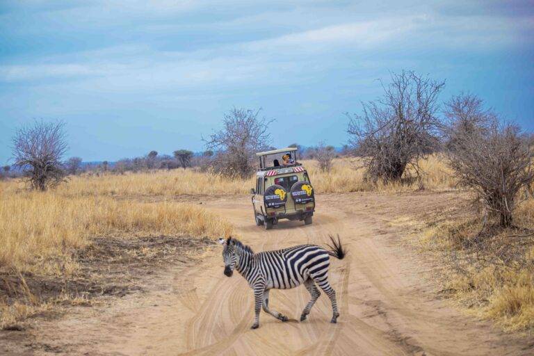 Kenya vs Tanzania safari