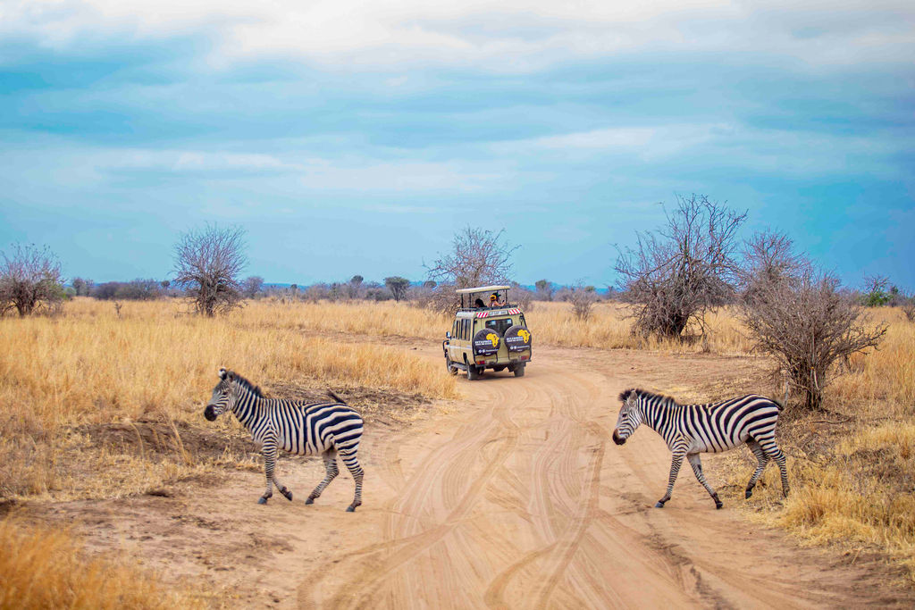 Animals in Tarangire and Ngorongoro
