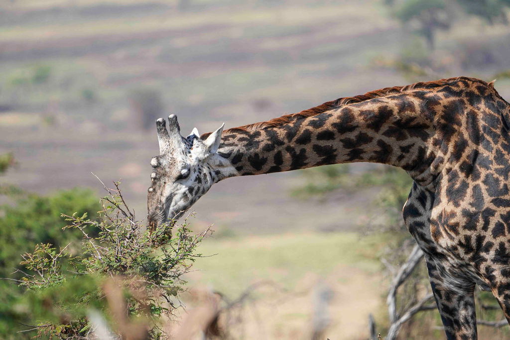 Short Safari From Zanzibar